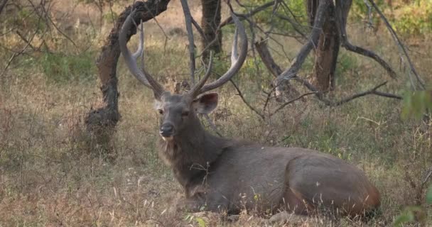 Magnifique sambar mâle (Rusa unicolor) cerf reposant dans la forêt. Sambar est un grand cerf originaire du sous-continent indien et classé comme épices vulnérables. Parc national de Ranthambore, Rajasthan, Inde 