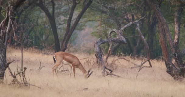 在Rathnambore国家公园的森林里 年轻的印第安人Bennetti Gazelle或Chinkara散步和放牧 旅游选修环境背景 印度拉贾斯坦邦横向喘息 — 图库视频影像