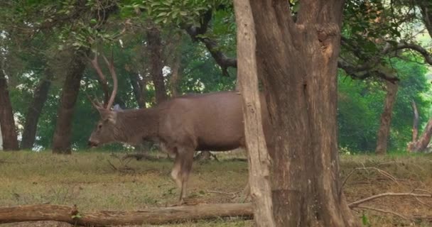 美丽的雄性桑巴 罗萨单色 鹿在森林中散步 桑巴是原产于印度次大陆的大鹿 脆弱的香料 Ranthambore国家公园 拉贾斯坦邦 印度水平平底锅 — 图库视频影像