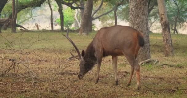 Vacker Manlig Sambar Rusa Unicolor Rådjur Bete Skogen Fågeln Sitter — Stockvideo