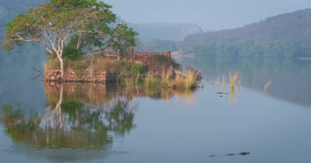 Serena Mattinata Sul Lago Padma Talao Uccelli Che Volano Coccodrilli — Video Stock