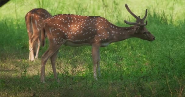 漂亮的雄性和雌性生殖器或斑点鹿放牧 Ranthambore国家公园森林里新鲜的绿草 Safari 生态旅游 动物保护概念 Rajasthan India — 图库视频影像