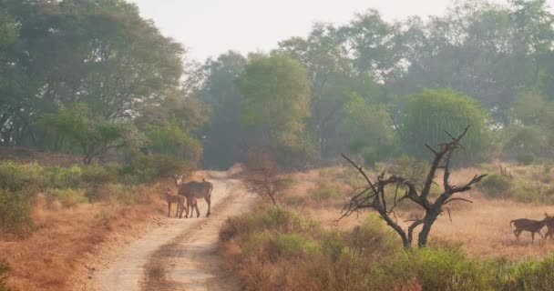 Familias Nilgai Toro Azul Ciervos Manchados Chital Caminar Bosque Camino — Vídeo de stock