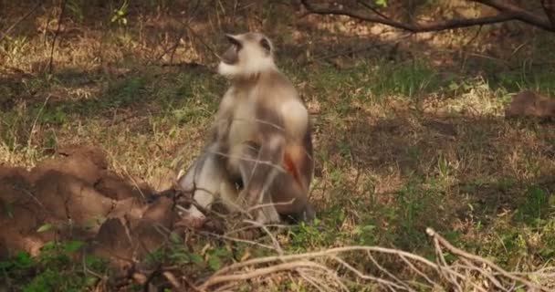 Indiański Pospolity Gray Langur Lub Hanuman Langur Małpa Spacerując Rozglądając — Wideo stockowe