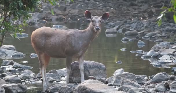 Hermoso Ciervo Hembra Sambar Rusa Unicolor Pie Cerca Del Río — Vídeo de stock