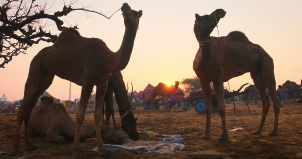 Ünlü Hint Develeri Tarlada Pushkar Mela Deve Festivali Ticareti Yapıyor — Stok video