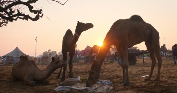 著名的印第安骆驼在田里交易普什卡骆驼节 骆驼在日出时咀嚼食物 印度拉贾斯坦邦普什卡 — 图库视频影像