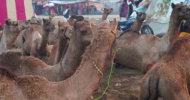 Ünlü Hint develeri tarlada Pushkar mela deve festivali ticareti yapıyor. Develer gün doğumunda çiğniyor. Pushkar, Rajasthan, Hindistan