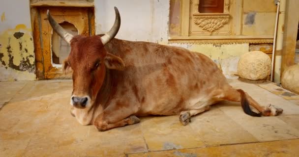 神圣的 无忧无虑的印第安人奶牛躺在贾塞尔默的街上 Rajasthan India — 图库视频影像