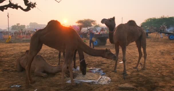 Híres Indián Tevék Kereskedelme Pushkar Mela Teve Vásár Fesztivál Területen — Stock videók