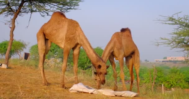 Famous Indian Camels Trade Pushkar Mela Camel Fair Festival Field — Stock Video
