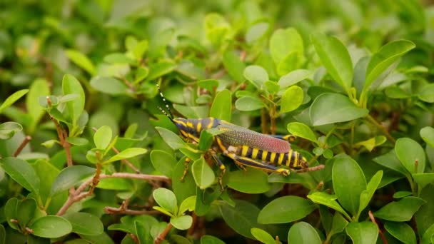昆虫Aularches属Aularchesの典型的なバッタ種の近視 緑の葉の間に コーヒーロースト ゴーストバッタ 北の斑点のあるバッタの名前でも知られています — ストック動画