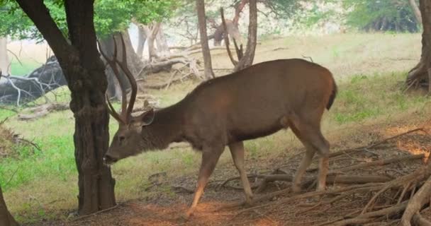 美丽的雄性桑巴 罗萨单色 鹿在森林中散步 桑巴是原产于印度次大陆的大鹿 脆弱的香料 Ranthambore国家公园 拉贾斯坦邦 印度水平平底锅 — 图库视频影像