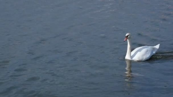 Cygne blanc nageant dans le lac près du palais de Nymphenburg. Munich, Bavière, Allemagne. Zoom avant caméra 