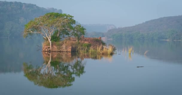 平静的早晨在Padma Talao湖畔 鸟儿飞翔 鳄鱼飘浮 树木和废墟反映在镜面的水中 Ranthambore国家公园 印度拉贾斯坦邦 — 图库视频影像