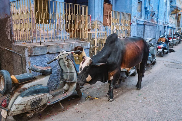 Αγελάδα στο δρόμο της Ινδίας — Φωτογραφία Αρχείου