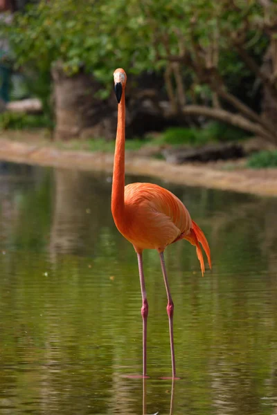 Flamenco americano Phoenicopterus ruber bird — Foto de Stock