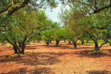 Yunanistan 'ın Girit kentinde zeytin yağı üretimi için zeytin ağaçları Olea europaea