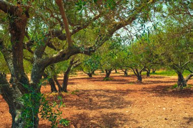 Yunanistan 'ın Girit kentinde zeytin yağı üretimi için zeytin ağaçları Olea europaea