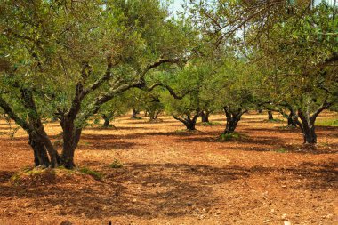 Yunanistan 'ın Girit kentinde zeytin yağı üretimi için zeytin ağaçları Olea europaea