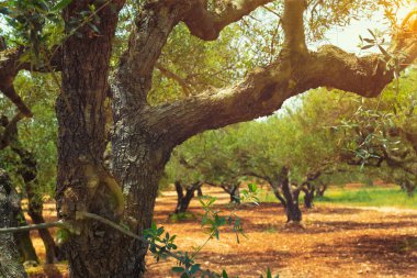 Yunanistan 'ın Girit kentinde zeytin yağı üretimi için zeytin ağaçları Olea europaea