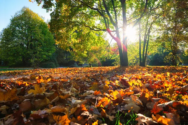 Gyllene hösten hösten Oktober i berömda München relax plats - Engelsk garten. Munchen, Bayern, Tyskland — Stockfoto