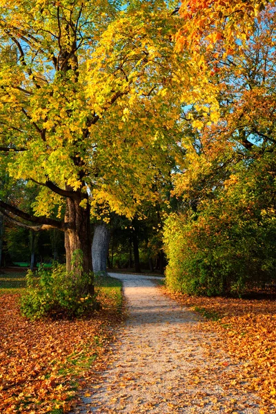 Золота осінь Жовтень у знаменитому місті Мюнхена - Англгартен. Мюнхен (Баварія, Німеччина). — стокове фото