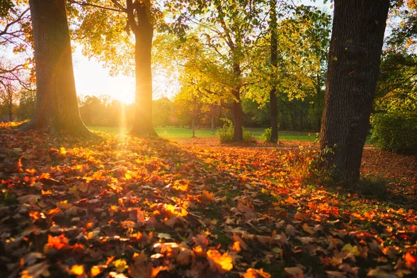 Gyllene hösten hösten Oktober i berömda München relax plats - Engelsk garten. Munchen, Bayern, Tyskland — Stockfoto