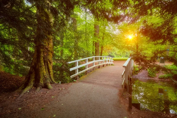 Brug in een park. — Stockfoto