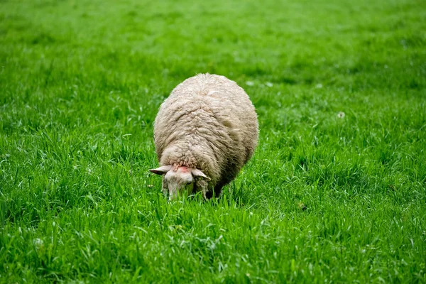 Yeşil tarlaya bakan koyunlar — Stok fotoğraf