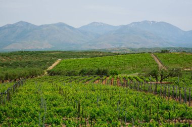 Üzüm sıralı Wineyard