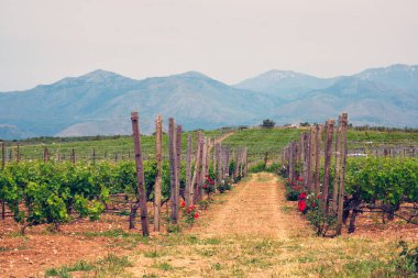 Üzüm sıralı Wineyard