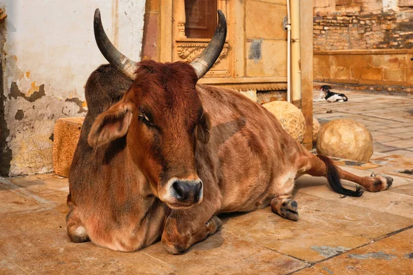 Indian cow resting in the street
