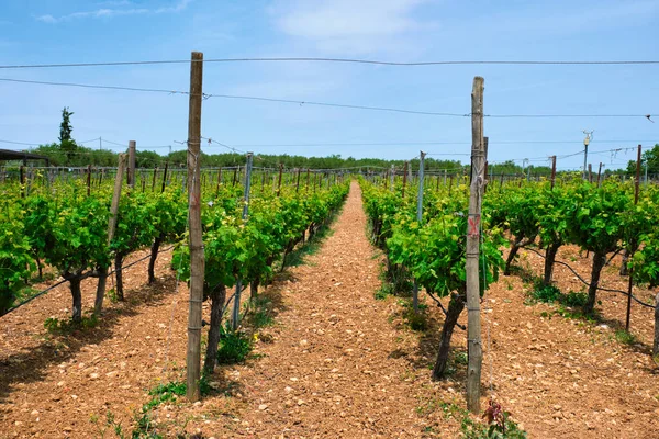 Viñedo con hileras de uva —  Fotos de Stock