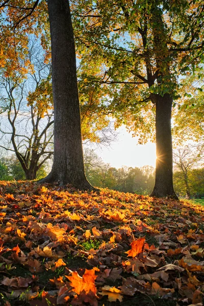Gyllene hösten hösten Oktober i berömda München relax plats - Engelsk garten. Munchen, Bayern, Tyskland — Stockfoto