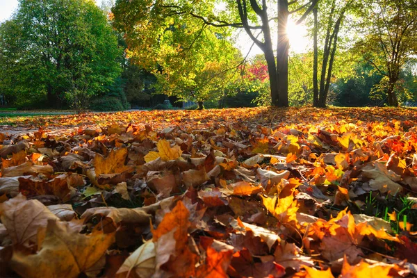 Złota jesień Październik w słynnym Monachium miejsce relaksu - angielski ogród. Munchen, Bawaria, Niemcy — Zdjęcie stockowe