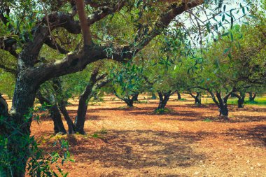 Yunanistan 'ın Girit kentinde zeytin yağı üretimi için zeytin ağaçları Olea europaea