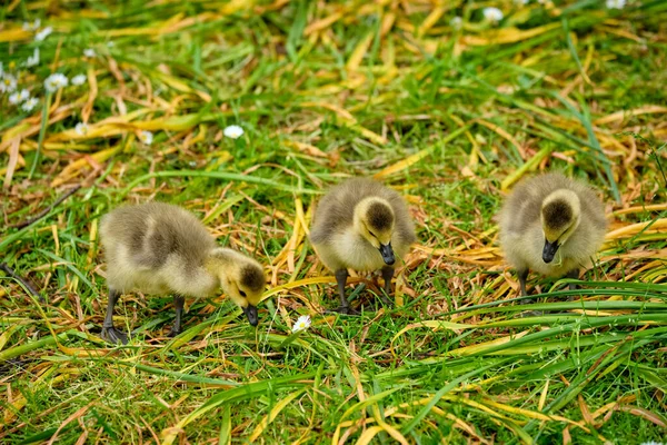 Ganso de Canadá goslings —  Fotos de Stock