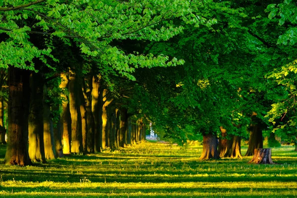 Beco verde com árvores com folhas exuberantes folhagem no verão no pôr do sol — Fotografia de Stock