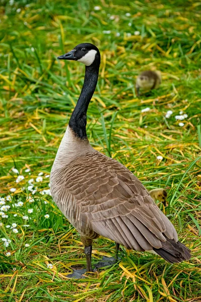 Ganso de Canadá goslings —  Fotos de Stock