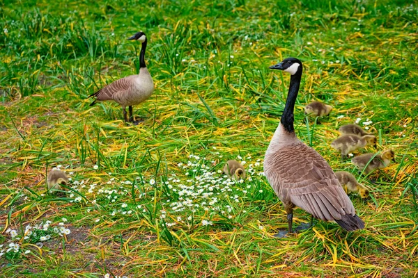 カナダのガチョウの鳴き声 — ストック写真