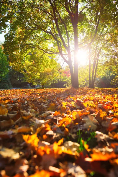 Zlatý podzim podzimu říjen ve slavném mnichovském relaxačním místě - Englishgarten. Mnichov, Bavorsko, Německo — Stock fotografie