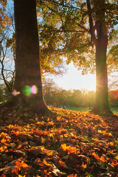 Golden autumn fall October in famous Munich relax place - Englishgarten. Munchen, Bavaria, Germany — Stock Photo, Image