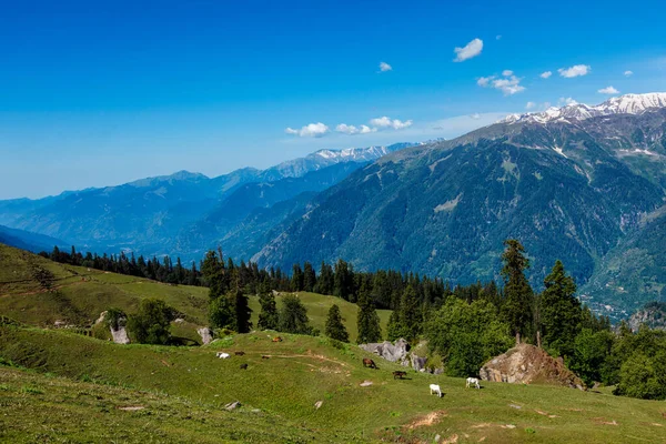 Dağlardaki atlar. Himachal Pradesh, Hindistan — Stok fotoğraf