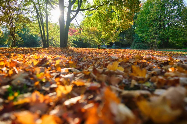 Gyllene hösten hösten Oktober i berömda München relax plats - Engelsk garten. Munchen, Bayern, Tyskland — Stockfoto