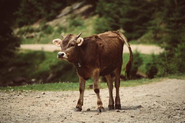 Enkel, morsom kalv – stockfoto