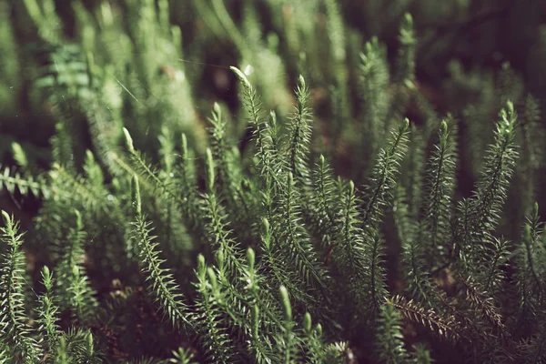 Fundo de musgo verde — Fotografia de Stock