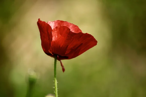 红春罂粟 — 图库照片