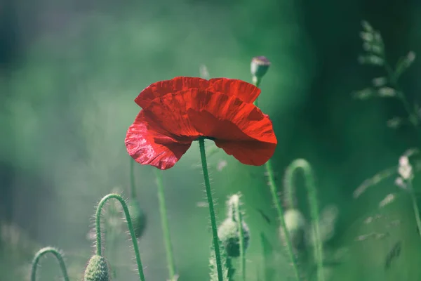 Amapola roja de primavera — Foto de Stock