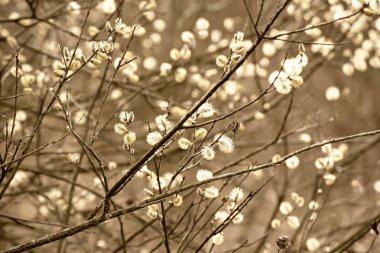 Çiçek açan söğüt dalları